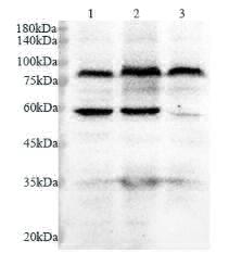 Anti Dnmt3a polyclonal antibody