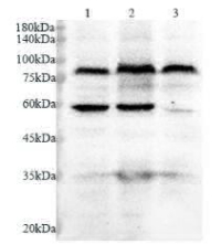 Anti Dnmt3a polyclonal antibody