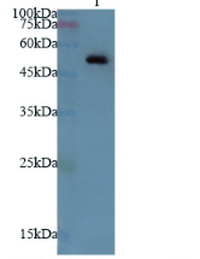 Anti AKT1 polyclonal antibody