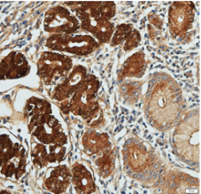 Anti Pepsinogen II mouse monoclonal antibody