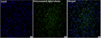 Anti Detyrosinated alpha tubulin mouse monoclonal antibody