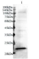 Anti IL-18 mouse monoclonal antibody