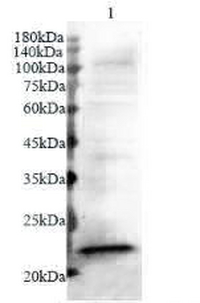 Anti IL-18 mouse monoclonal antibody