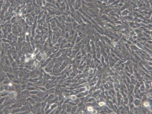 HSCT6-1