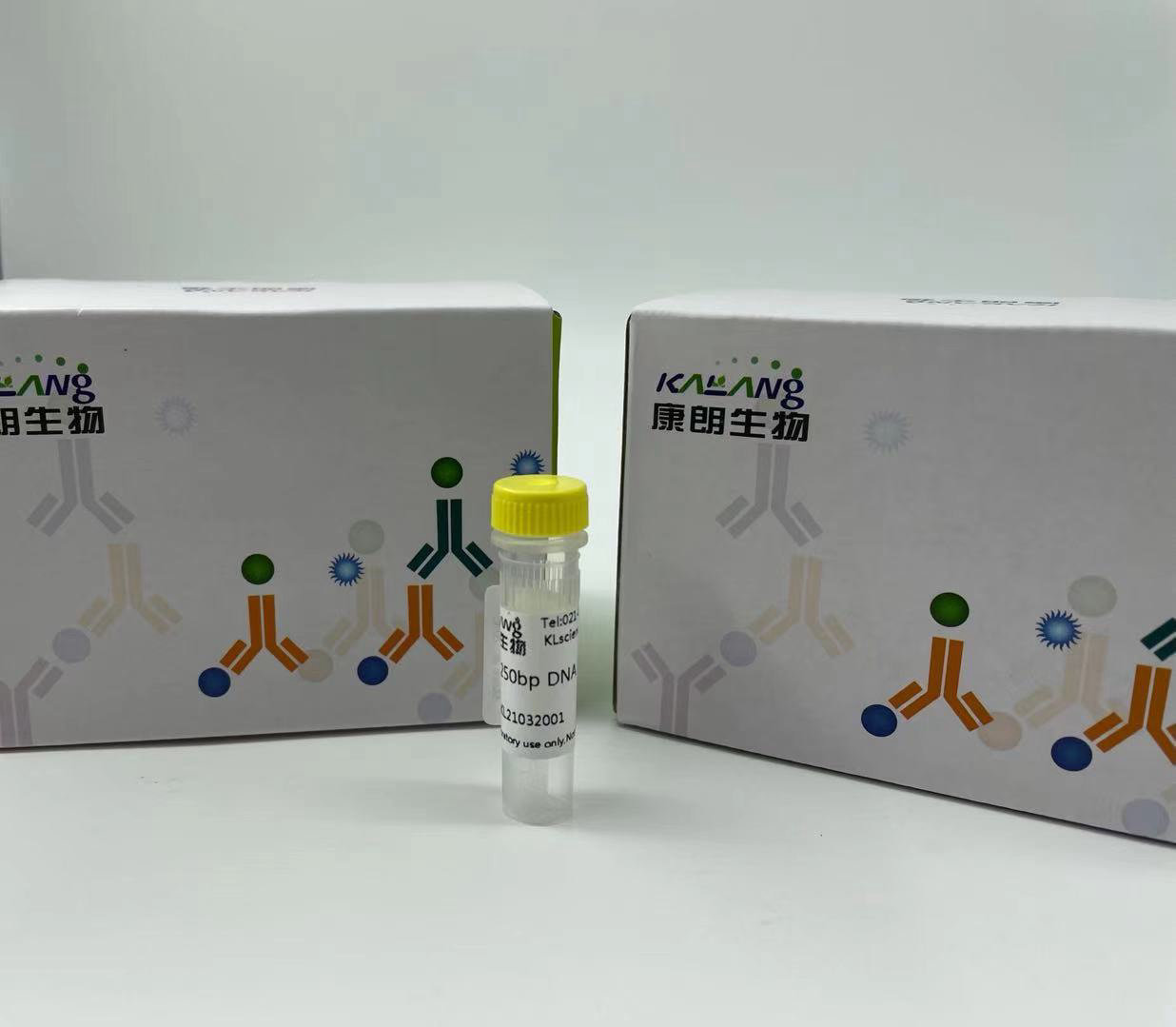 Anti-GNGT1 KL20092-001（50ul）